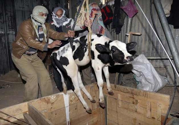 बोईसर | गौ तस्करों के बढ़ते आतंक से गौ भक्त उतरे गायों की रक्षा में,तस्करों के भागने के रास्ते किये ब्लॉक, रात भर देते है पहरा