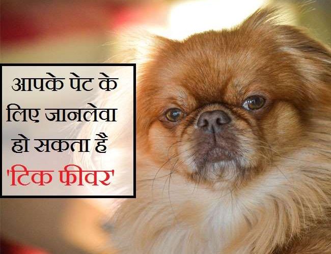 International Dog’s Day: पेट्स भी आते हैं वायरल इंफेक्शन की चपेट में, जानें ‘टिक फीवर’ के बारे में सबकुछ